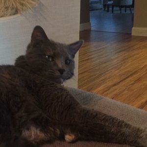 Meet your Posher, Liane